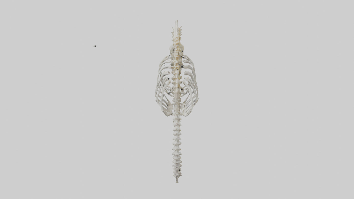 Seahorse Skeleton model 3D model