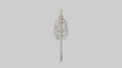 Seahorse Skeleton model 3D model