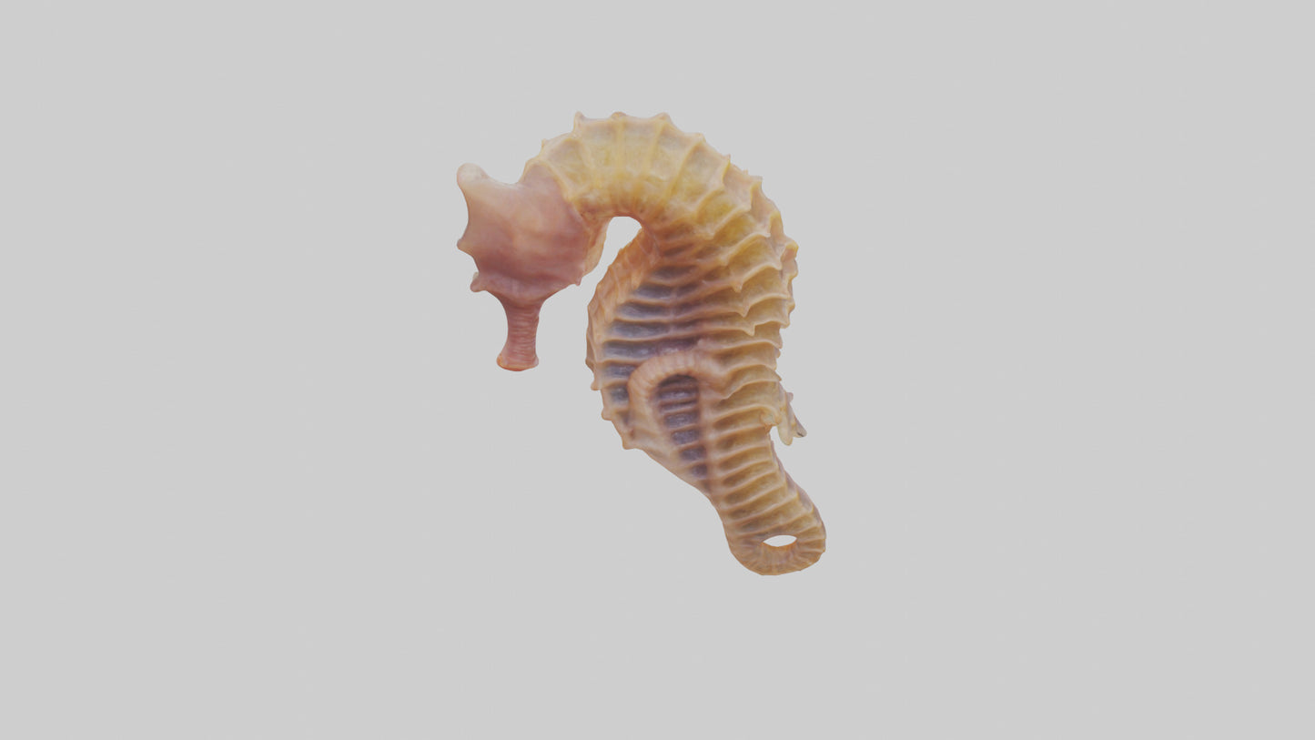 3D model Seahorse Small Intestine VR / AR / low-poly