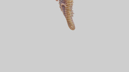 3D model Seahorse Small Intestine VR / AR / low-poly