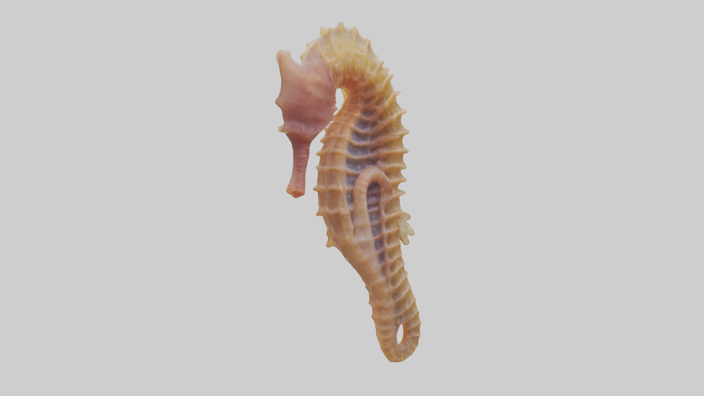 3D model Seahorse Small Intestine VR / AR / low-poly