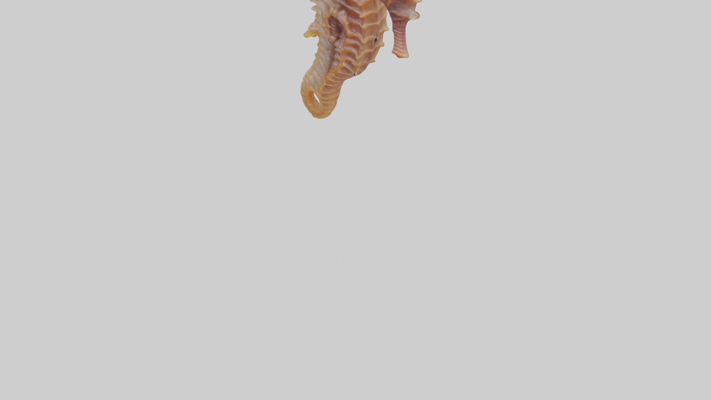 3D model Seahorse Small Intestine VR / AR / low-poly