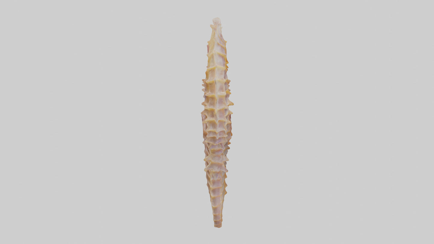 3D model Seahorse Small Intestine VR / AR / low-poly