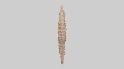 3D model Seahorse Small Intestine VR / AR / low-poly