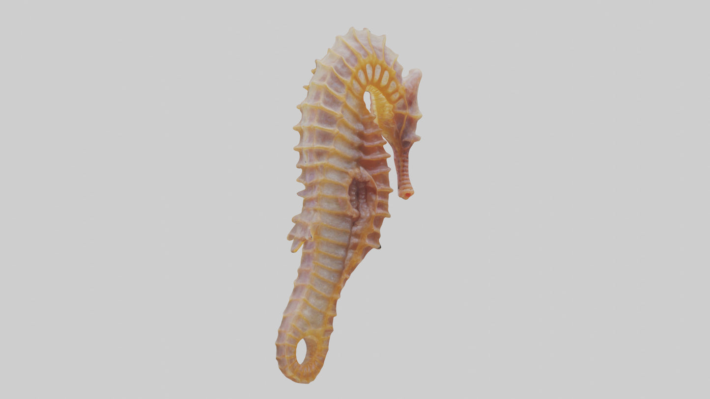 3D model Seahorse Small Intestine VR / AR / low-poly