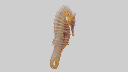 3D model Seahorse Small Intestine VR / AR / low-poly