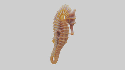 3D model Seahorse Small Intestine VR / AR / low-poly