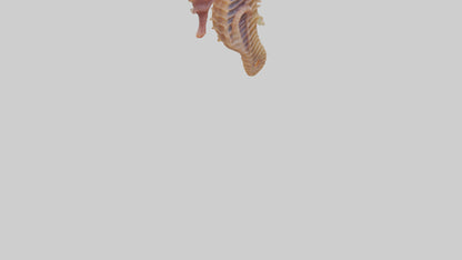 3D model Seahorse Small Intestine VR / AR / low-poly