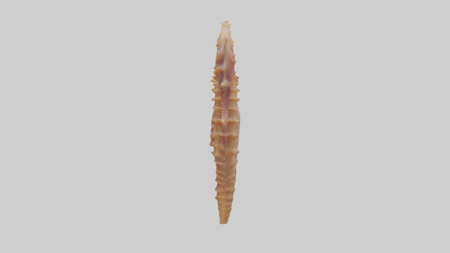 3D model Seahorse Small Intestine VR / AR / low-poly