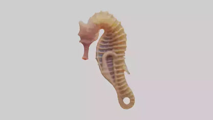 3D model Seahorse Small Intestine VR / AR / low-poly