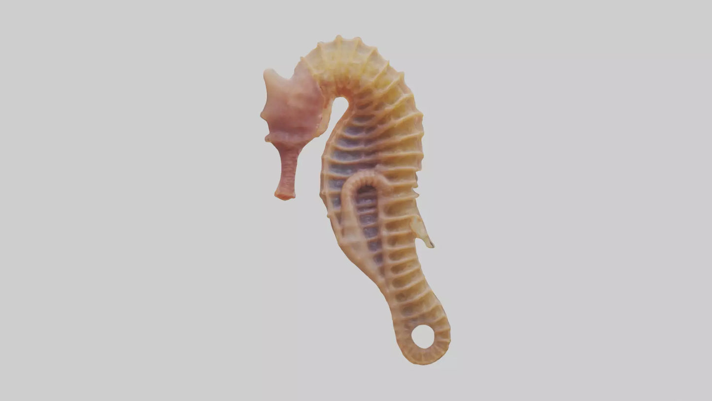 3D model Seahorse Small Intestine VR / AR / low-poly