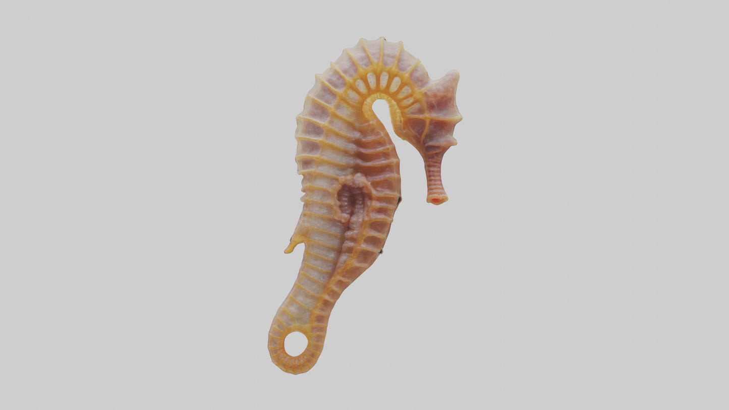 3D model Seahorse Small Intestine VR / AR / low-poly