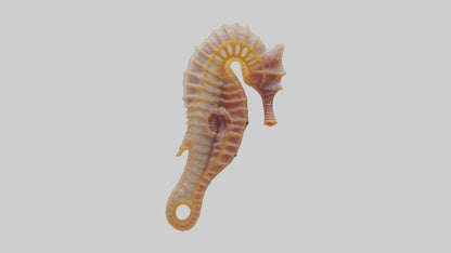 3D model Seahorse Small Intestine VR / AR / low-poly