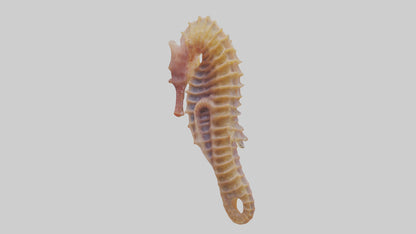 3D model Seahorse Small Intestine VR / AR / low-poly