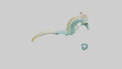 3D model Seahorse swimming model VR / AR / low-poly