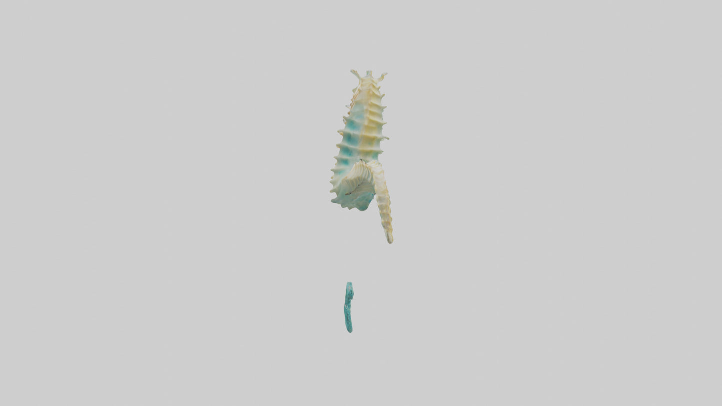 3D model Seahorse swimming model VR / AR / low-poly