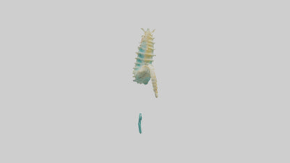 3D model Seahorse swimming model VR / AR / low-poly