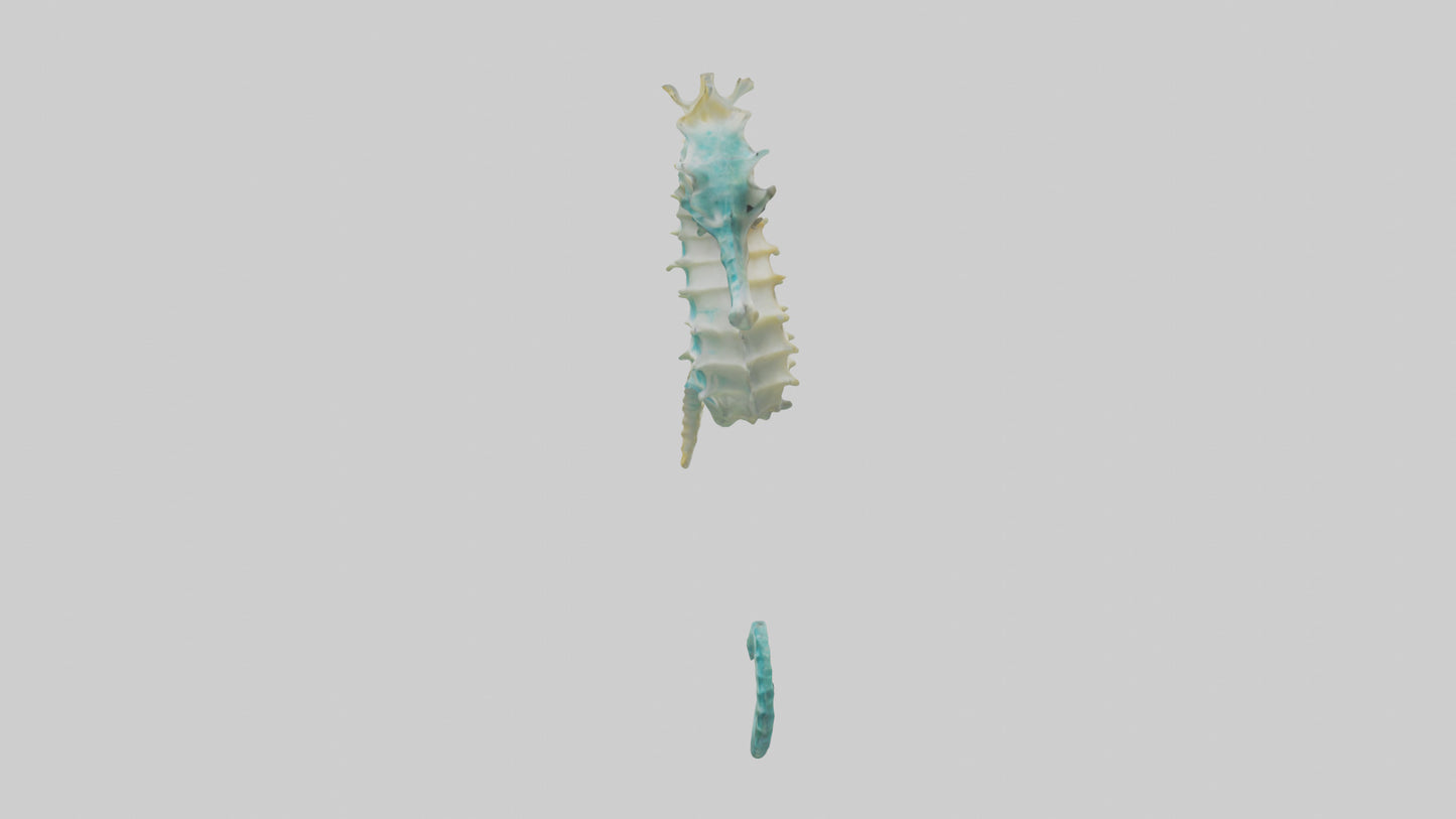 3D model Seahorse swimming model VR / AR / low-poly