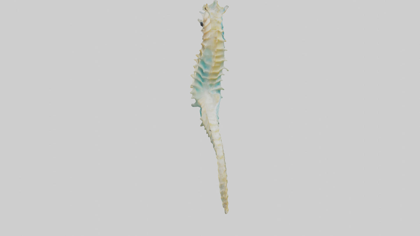 3D model Seahorse swimming model VR / AR / low-poly