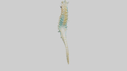 3D model Seahorse swimming model VR / AR / low-poly