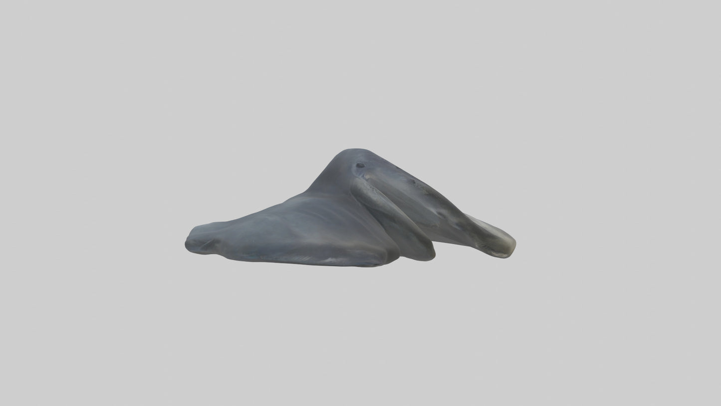 Seal Flippers 3D model
