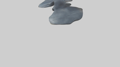 Seal Flippers 3D model