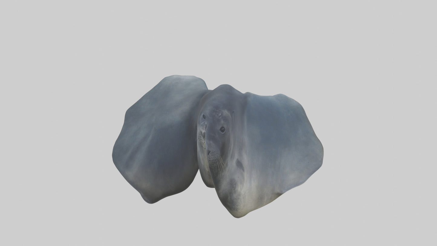 Seal Flippers 3D model