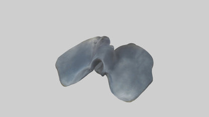 Seal Flippers 3D model