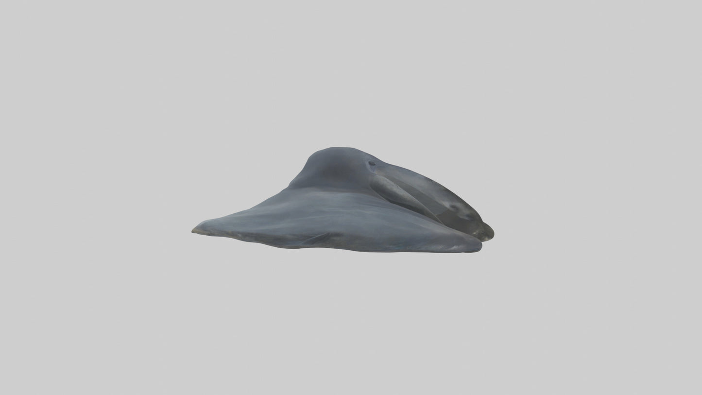 Seal Flippers 3D model