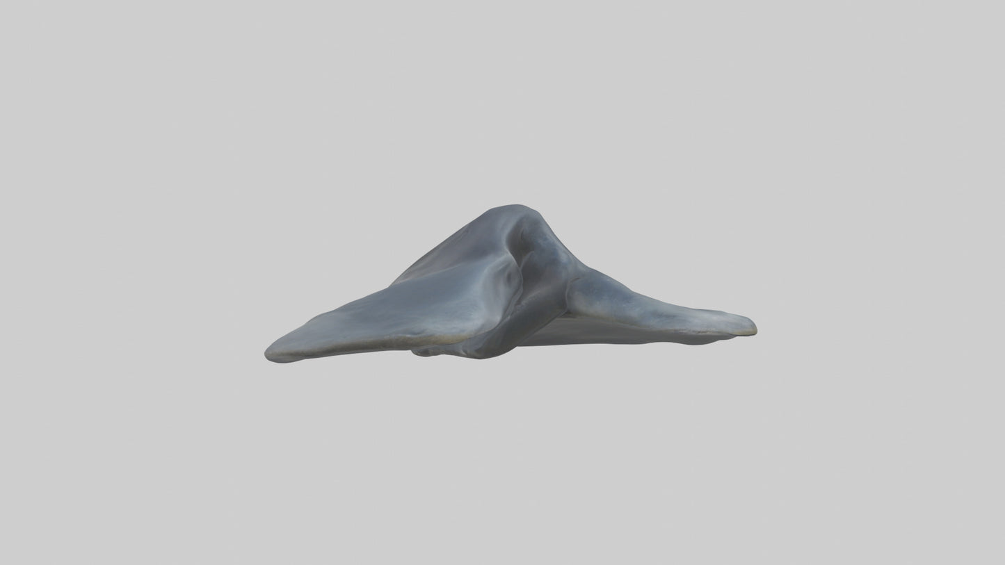 Seal Flippers 3D model