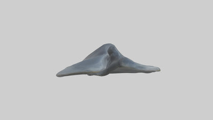 Seal Flippers 3D model