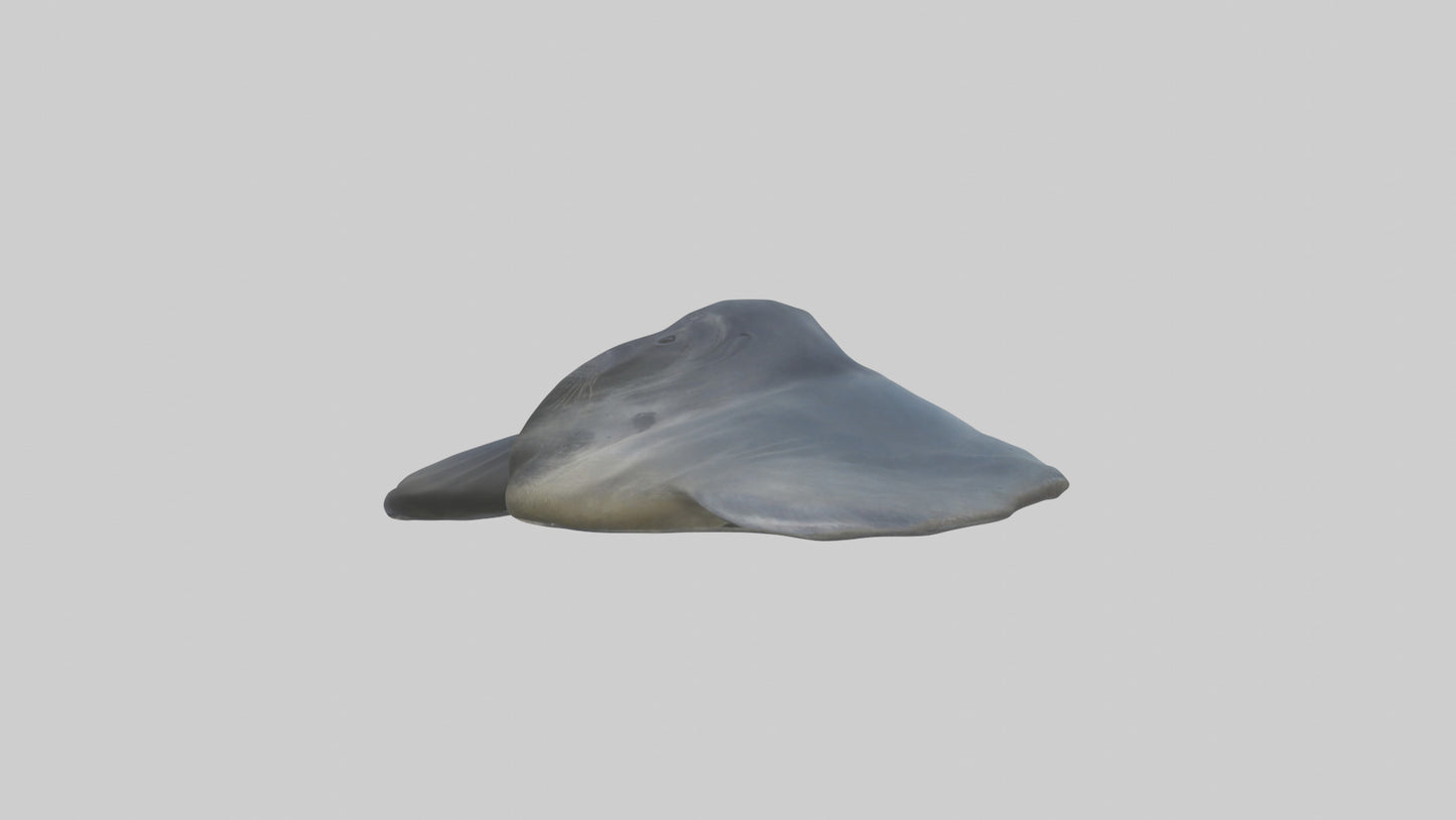 Seal Flippers 3D model