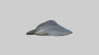 Seal Flippers 3D model