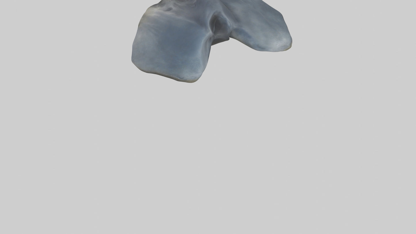 Seal Flippers 3D model