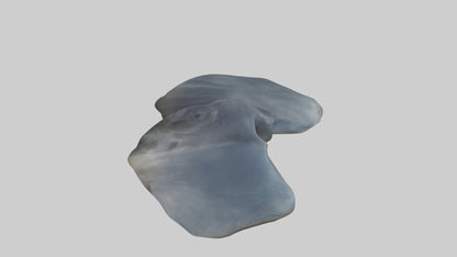 Seal Flippers 3D model