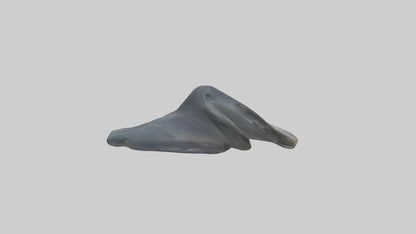 Seal Flippers 3D model