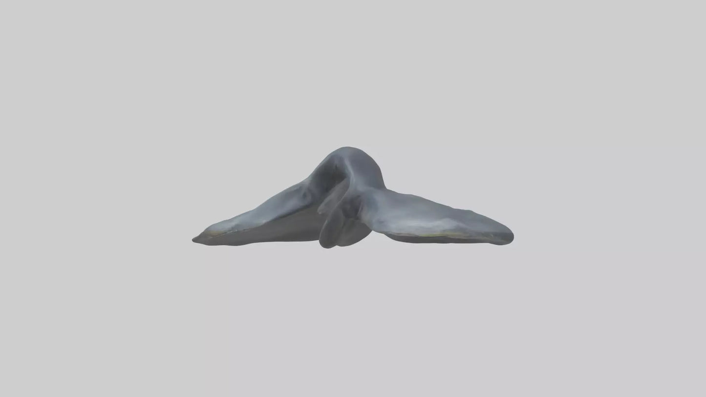 Seal Flippers 3D model