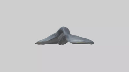 Seal Flippers 3D model