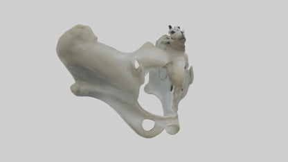 Seal Pelvis 3D model