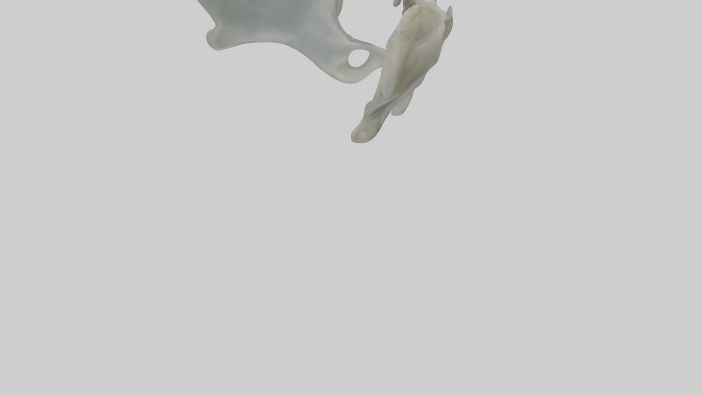 Seal Pelvis 3D model