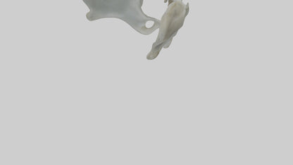 Seal Pelvis 3D model
