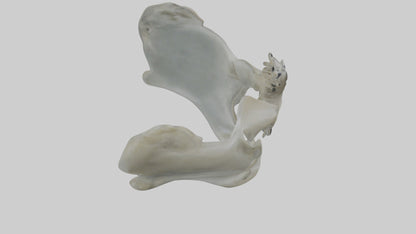 Seal Pelvis 3D model