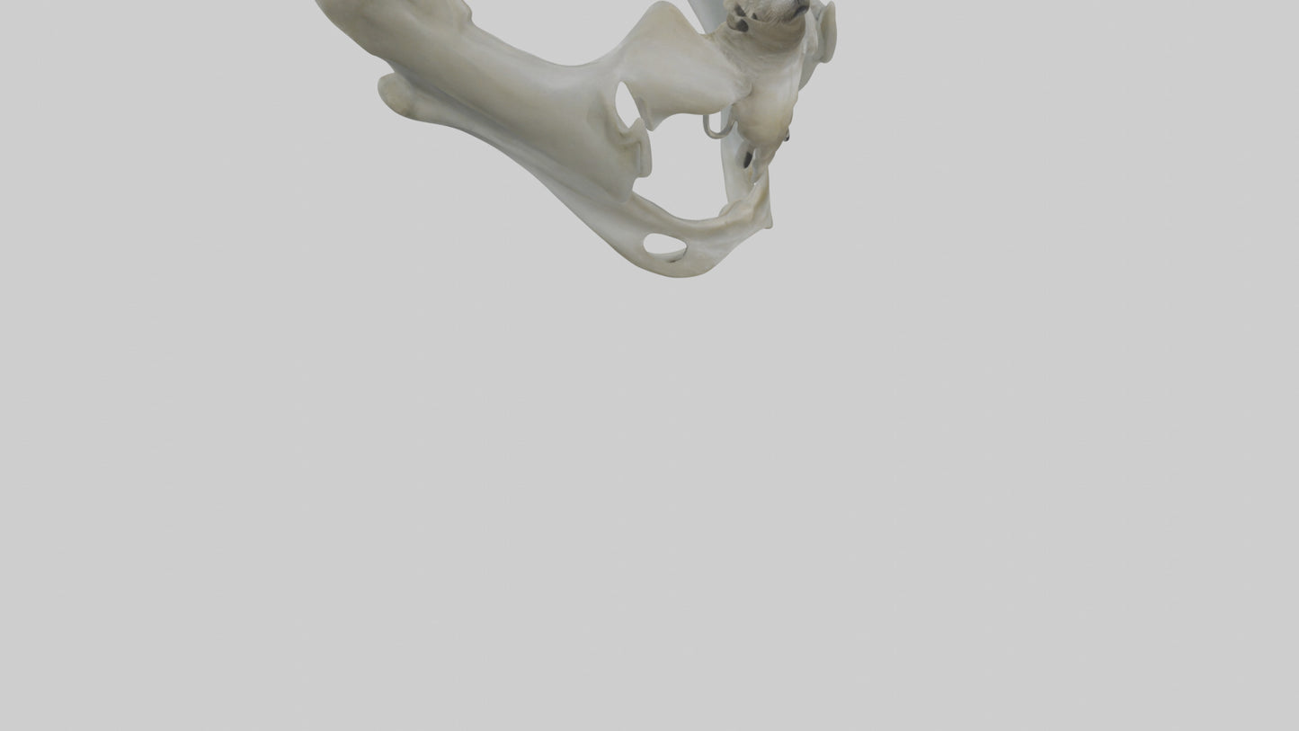 Seal Pelvis 3D model