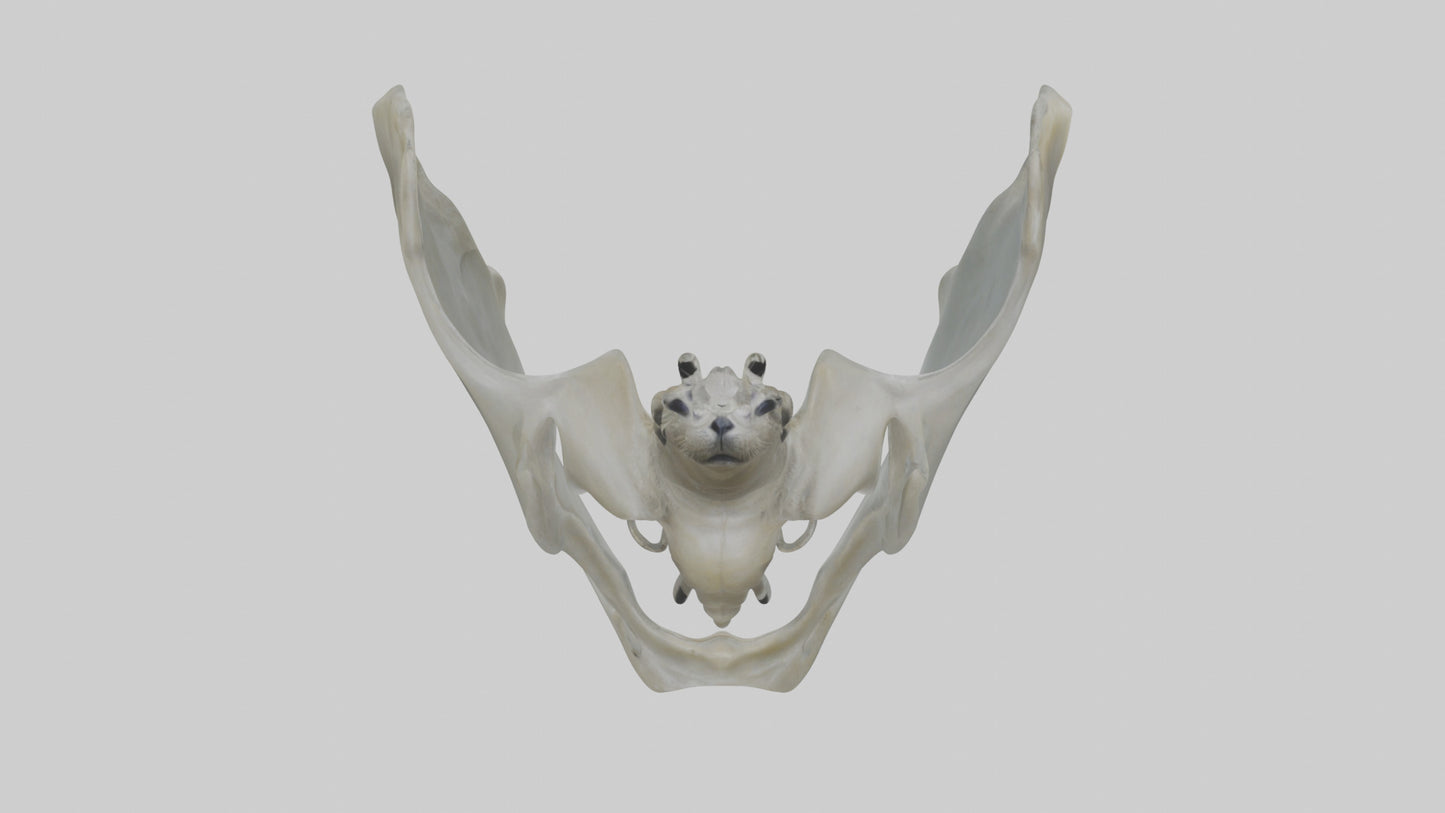 Seal Pelvis 3D model