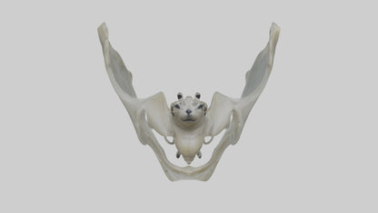 Seal Pelvis 3D model
