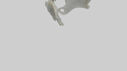 Seal Pelvis 3D model