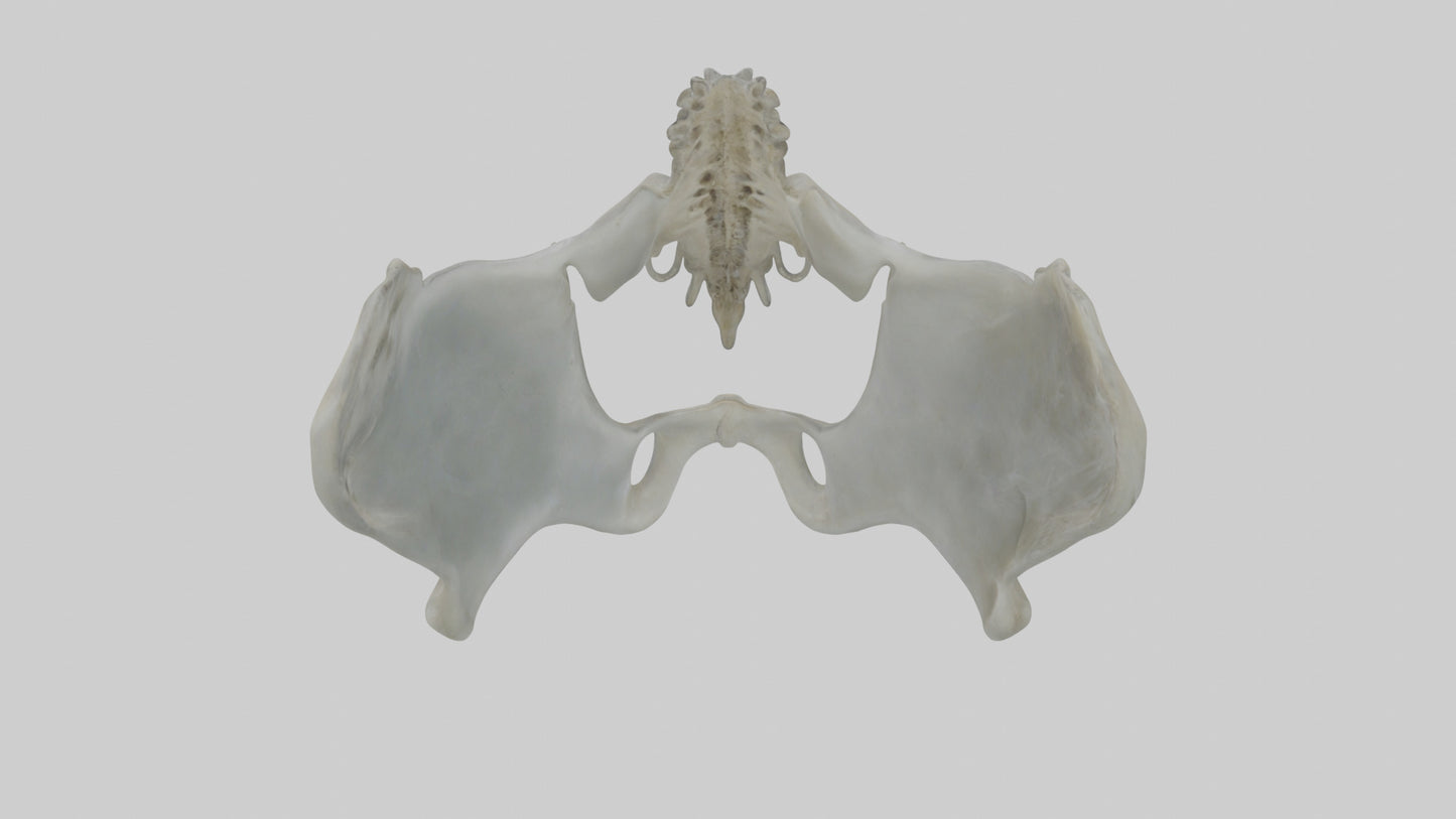 Seal Pelvis 3D model
