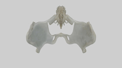Seal Pelvis 3D model