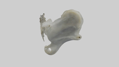 Seal Pelvis 3D model