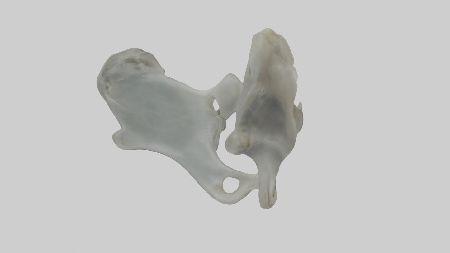 Seal Pelvis 3D model